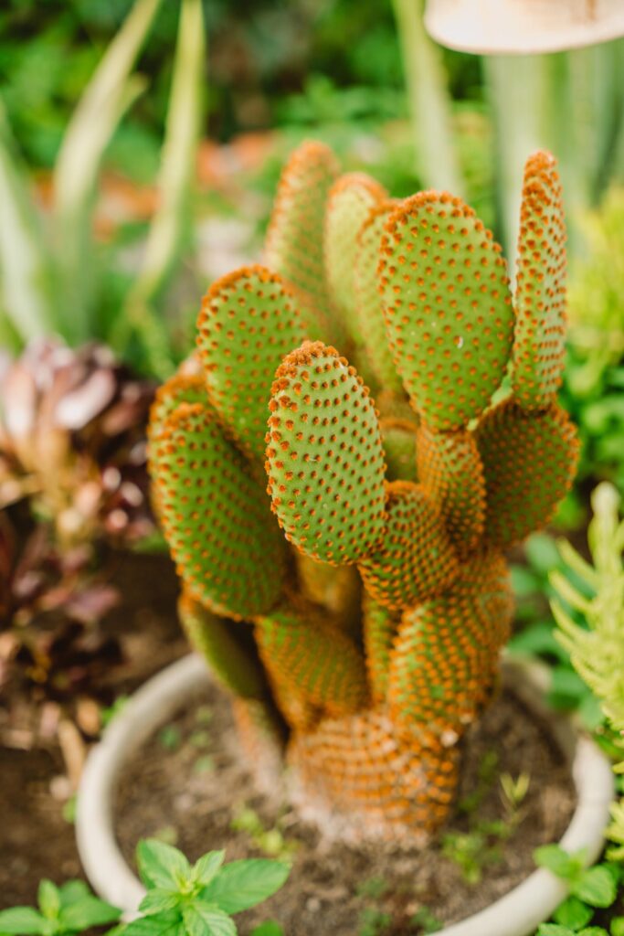 cactus