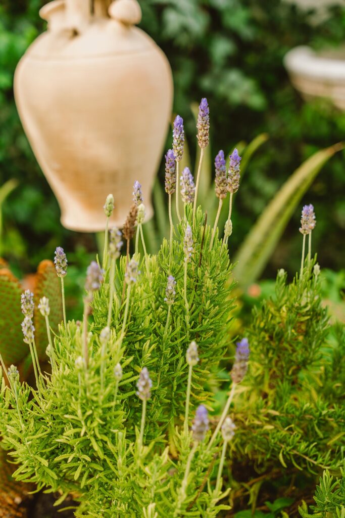 cantaro y lavanda