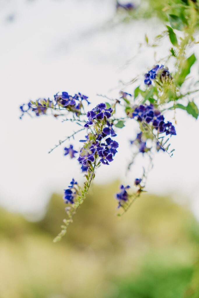 flores